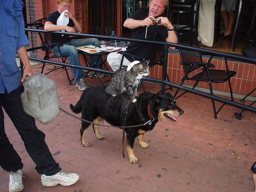 mouse-cat-dog.JPG