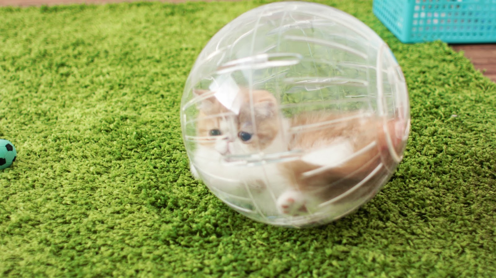 Muffin Hamster Ball Clear blog.jpg