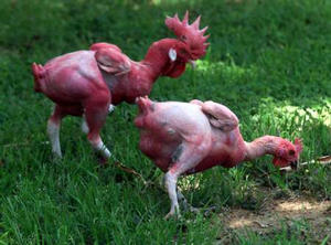 nakedchicken.jpg