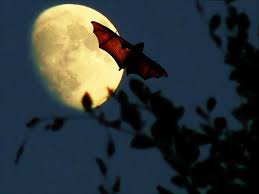 nighthunter 001.jpg