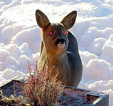 Norway baby deer - evil.jpg