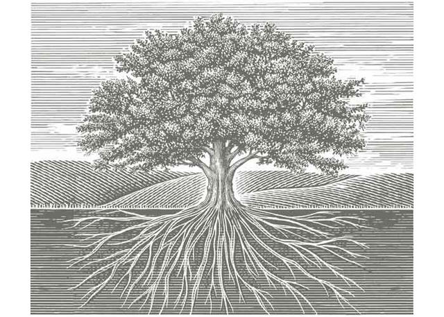 OldOakTree.jpg