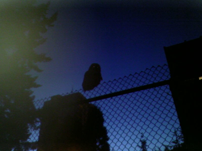 owl.jpg