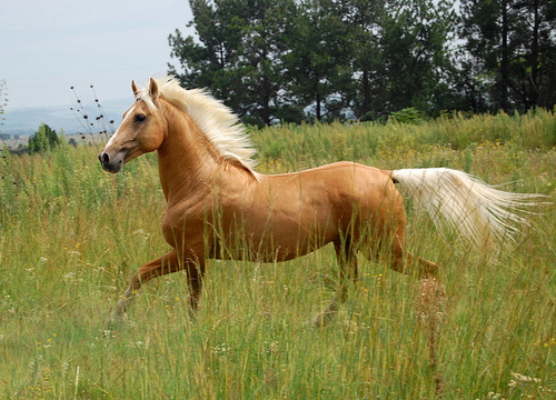 Palomino.jpg