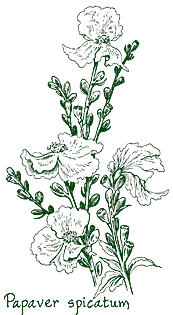 papaver.gif