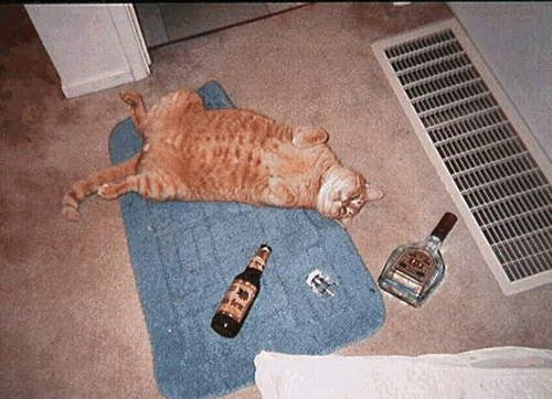 passedoutcat.jpg