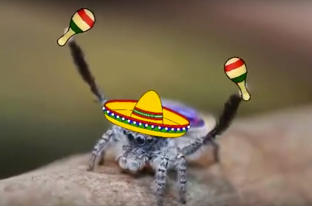 peacock-spider-conga.jpg