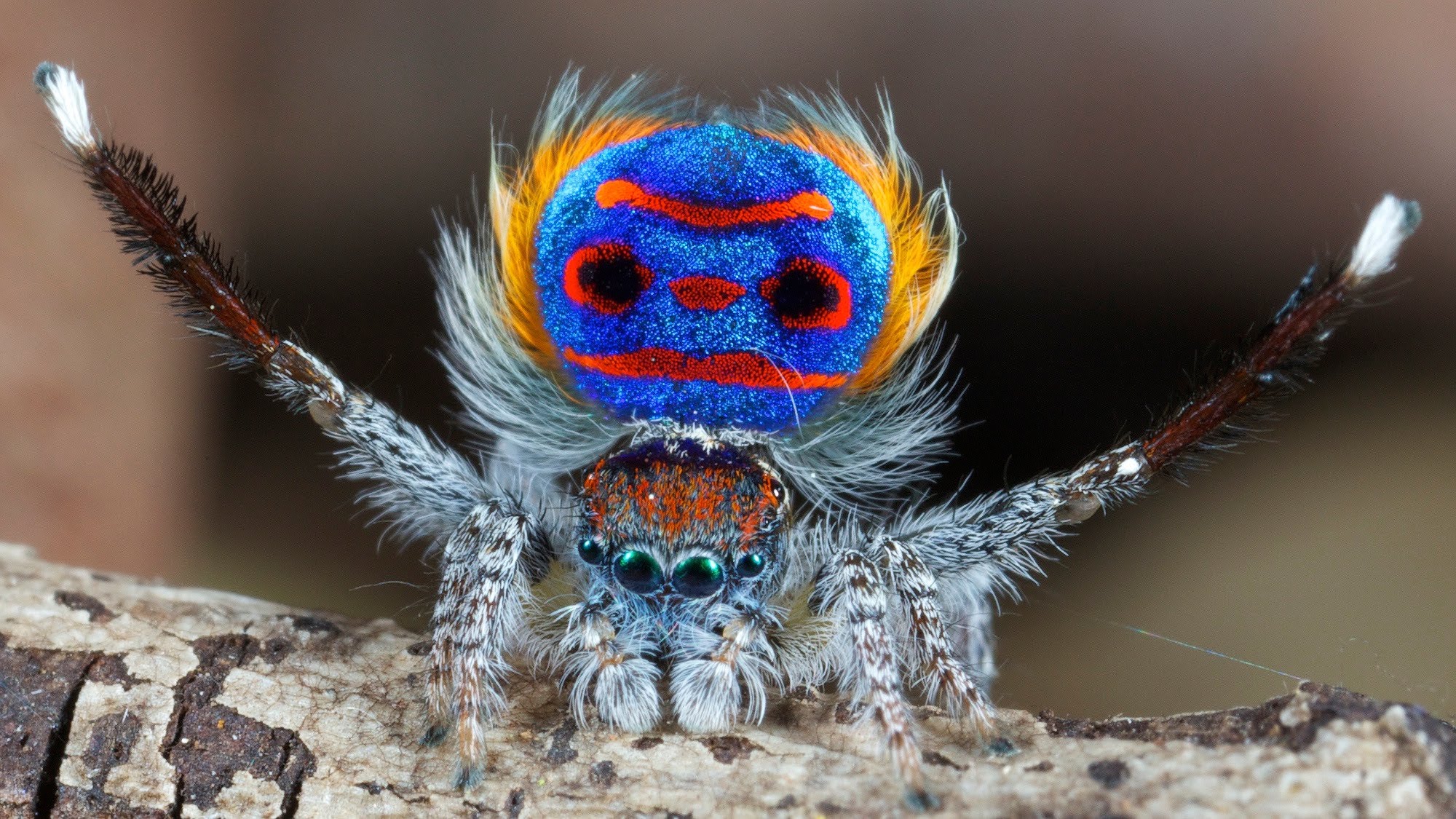 peacockspider.jpg