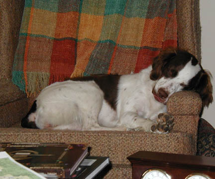 phb dog.jpg