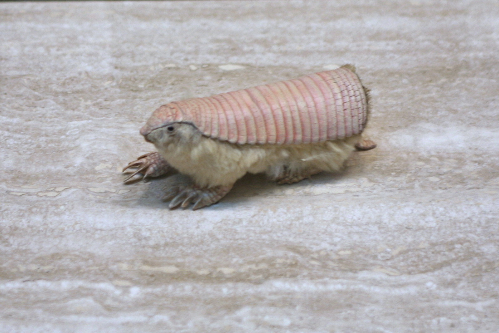 Pink_Fairy_Armadillo_(Chlamyphorus_truncatus).jpg