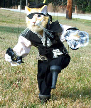 pirate cat.jpg