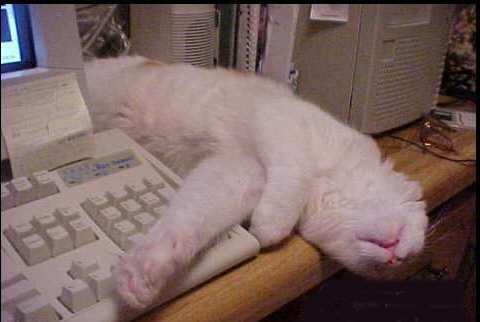 pkittysleep.jpg