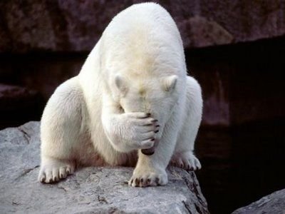 polar-bear-facepalm.jpg