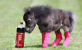 pony 002.jpg