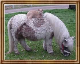 pony1.JPG