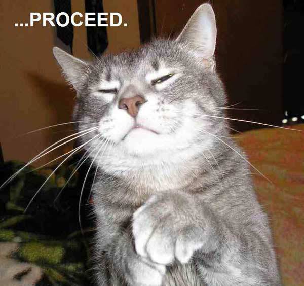 proceed_cat.jpg