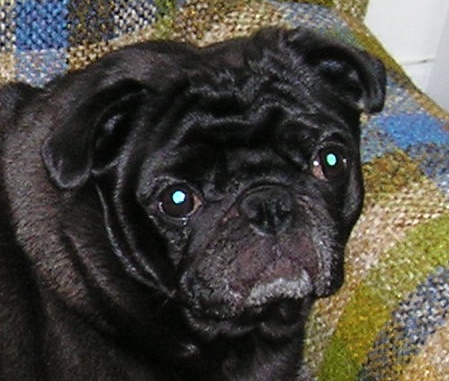pug face.jpg