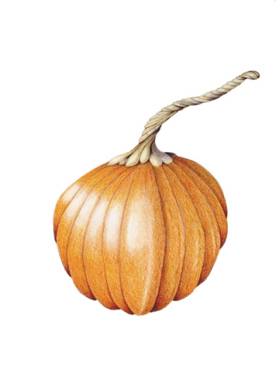 pumpkin bright web.jpg