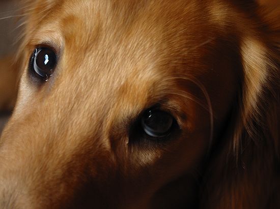 puppy_eyes.jpg