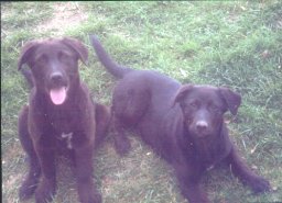 Pups.jpg