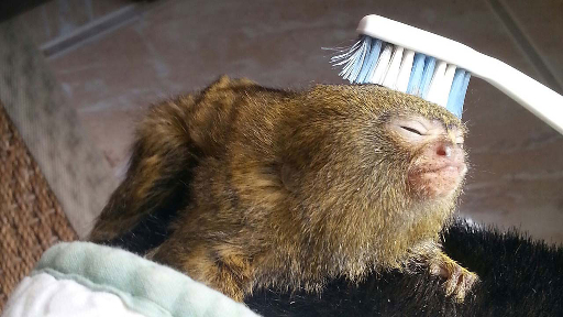 pygmymarmosetwtoothbrush.jpg