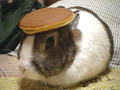 rabbit1.jpg