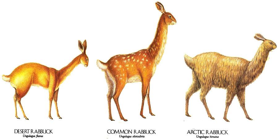 rabbuck.JPG