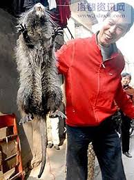 Rat, giant rous(sumatran) 001.jpg
