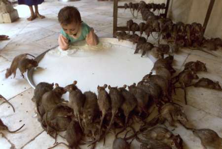 rats drinking milk in hindu temple-deshnoke india.jpg