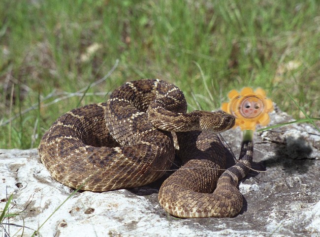 rattledsnake.JPG