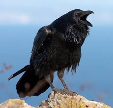 raven 001.jpg