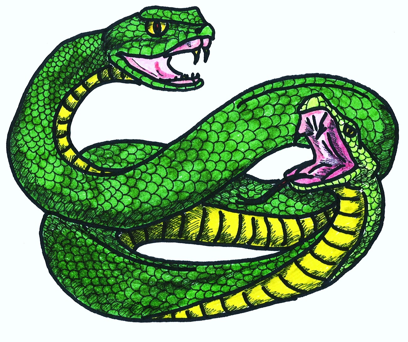 RCFG Amphisbaena Colour.JPG