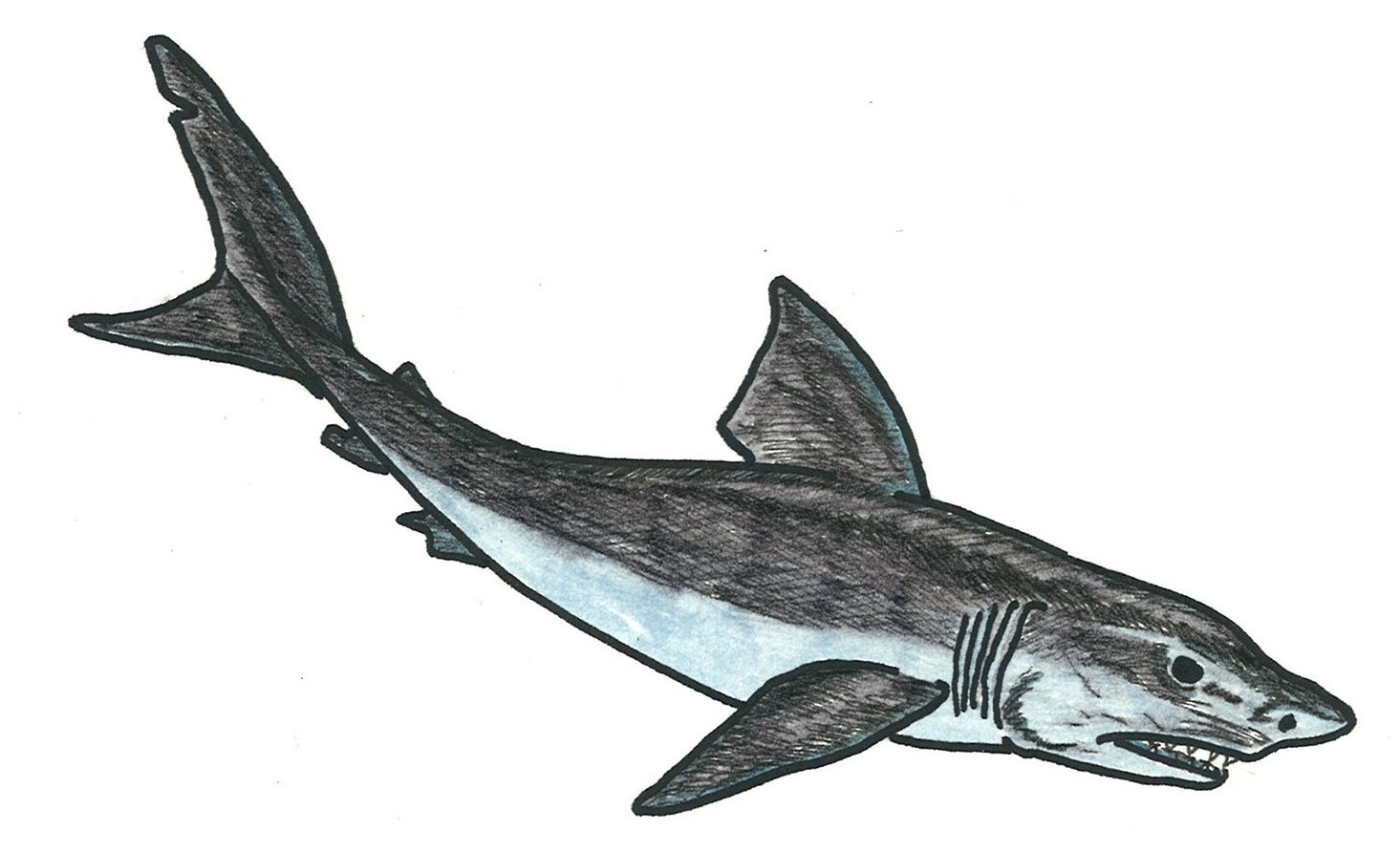 RCFG Shark.JPG