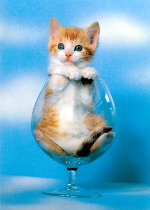 Red-Kitten-in-a-Glass-TR.jpg