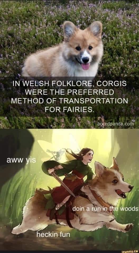 Ride Corgi.jpg