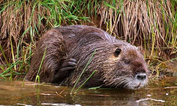 Rodent.jpg