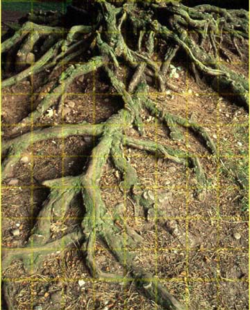 ROOTGRID2.jpg