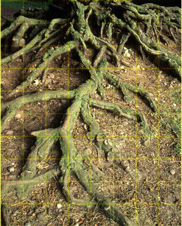 rootgrid2.jpg