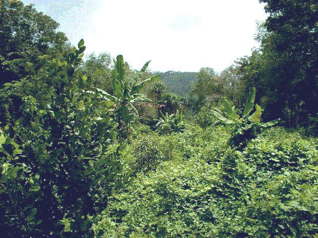 S_s_jungle.jpg