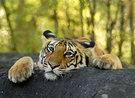 sad-tiger.jpg