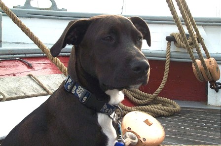 saltydog.jpg
