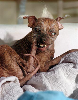 Sam the worlds ugliest dog.jpg