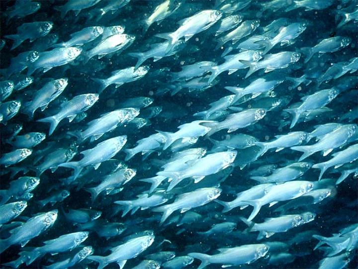 school_of_fish.jpg