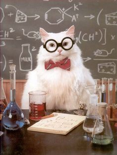 science cat.jpg
