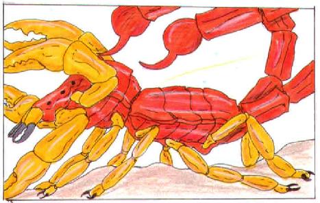 scorpion5.jpg