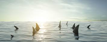 shark fins 001.jpg