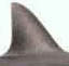 sharkfin.jpg