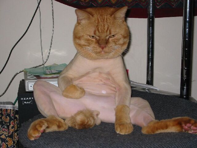 shaved2.jpg