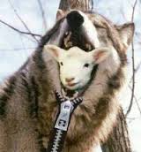 sheep in wolf's clothing.jpg