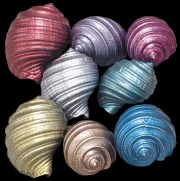 shells.jpg